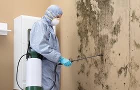 Best Mold Damage Restoration  in Sullivan, IL